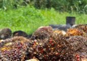 Palm oil fruit harvest